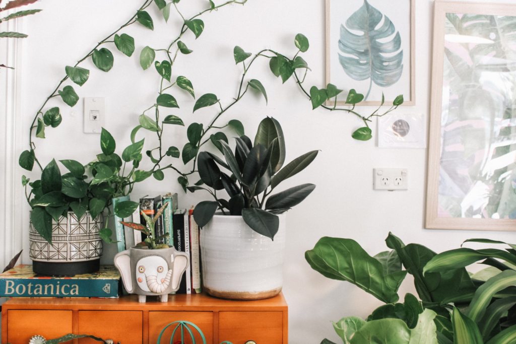 PIANTE E FIORI IN CASA. L’amore per il verde.